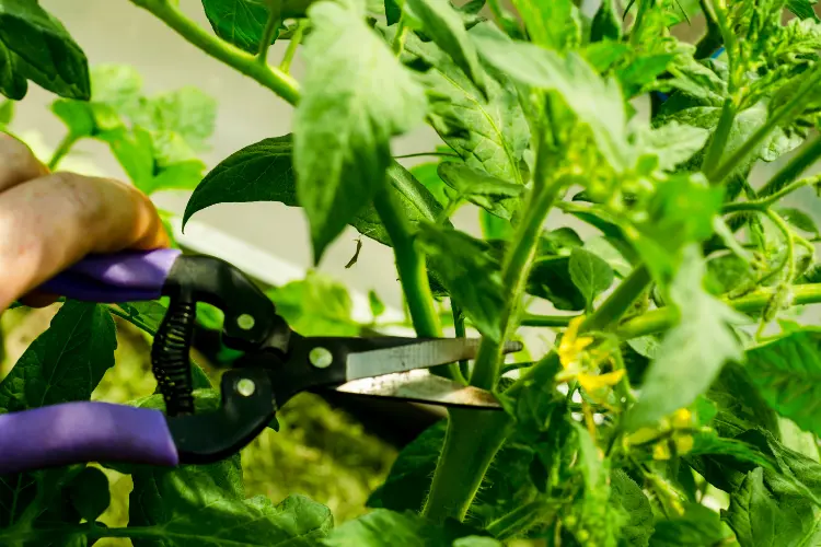 cutting tomato stems