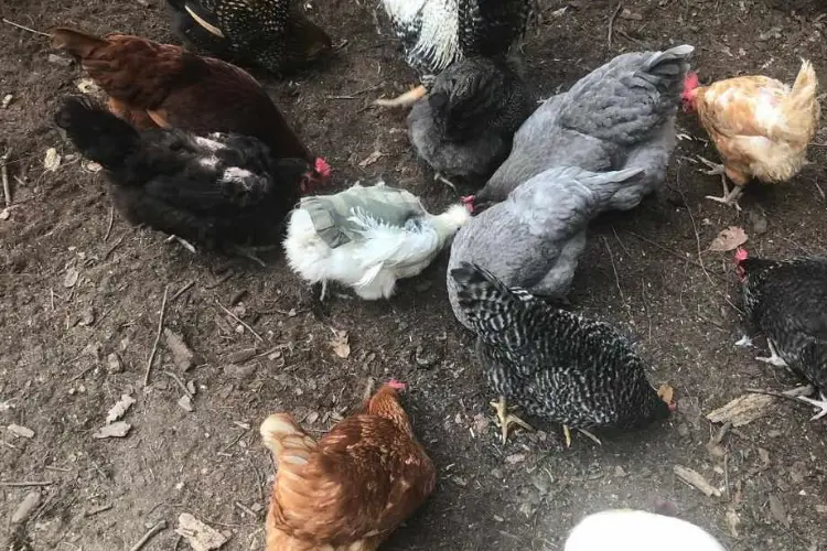different chickens eating all together
