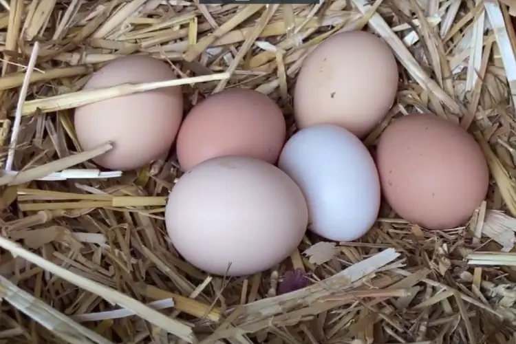eggs of california tan chickens