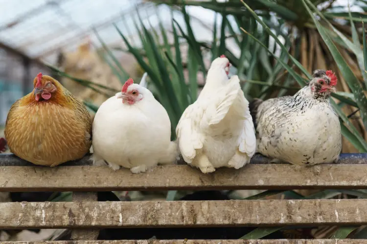 four chickens resting