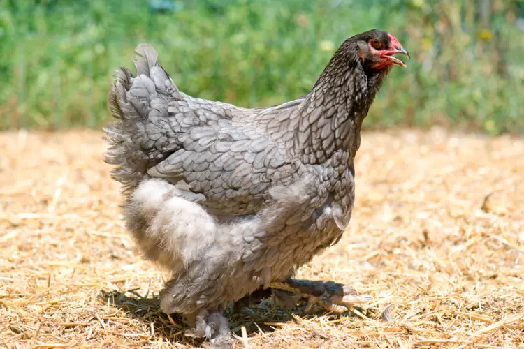 grey brahma chicken