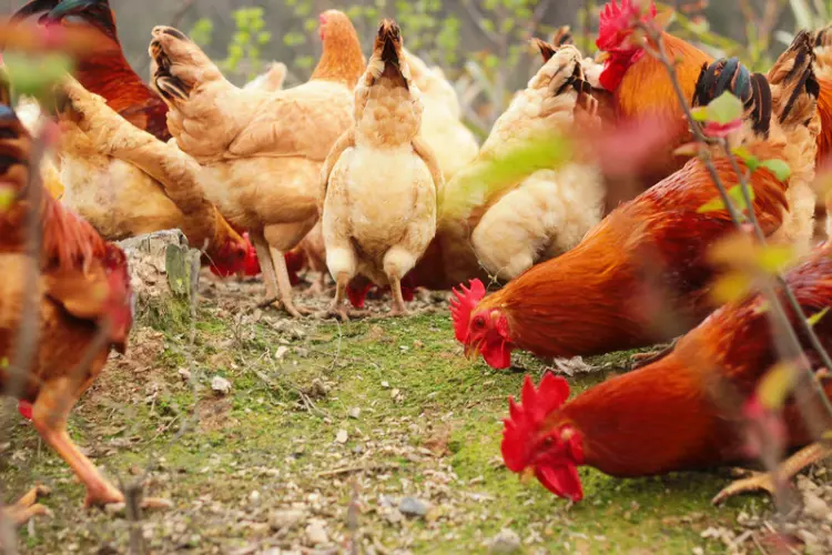 group of chicken eating