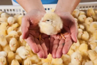 hand holding a chick