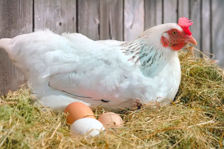 hen nesting besides her eggs