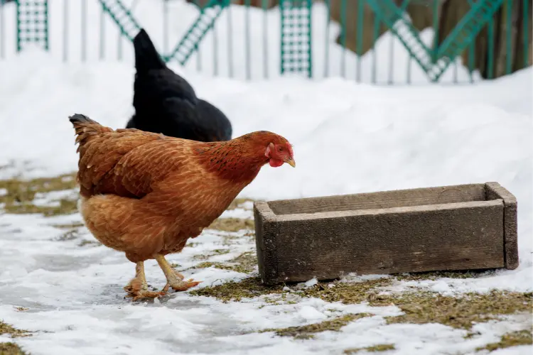 hens in the winter farm