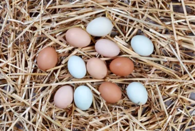 lot of eggs in a nest