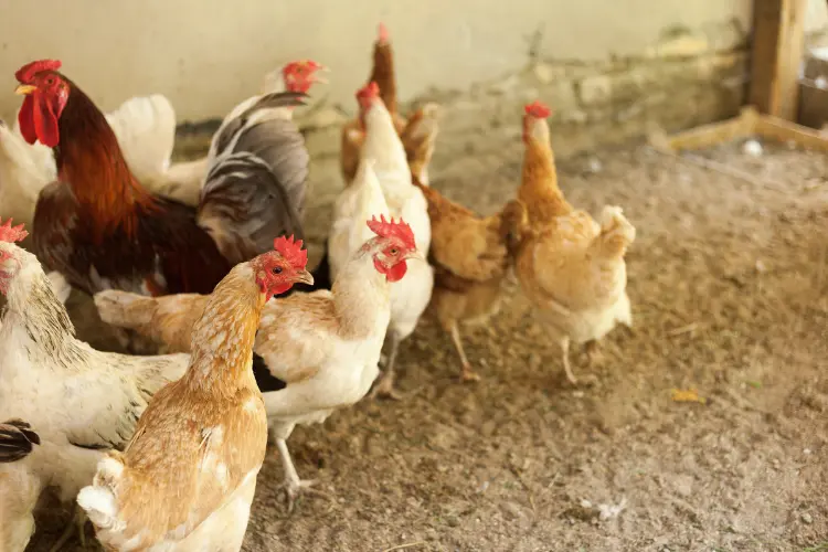 rooster and hens in chicken coop