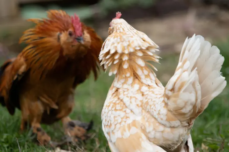 roosters fighting to each other