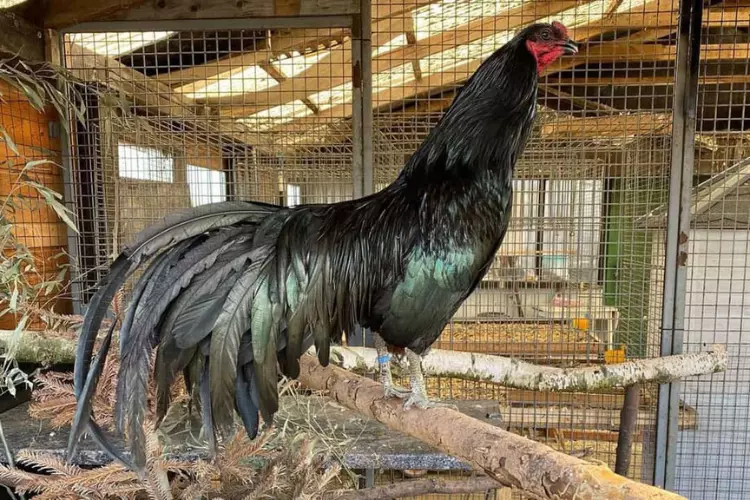 sumatra chicken