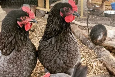 two Rhode Island Blue Chicken Breed hens