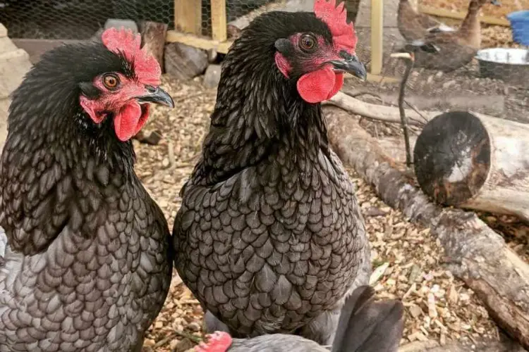 two Rhode Island Blue Chicken Breed hens