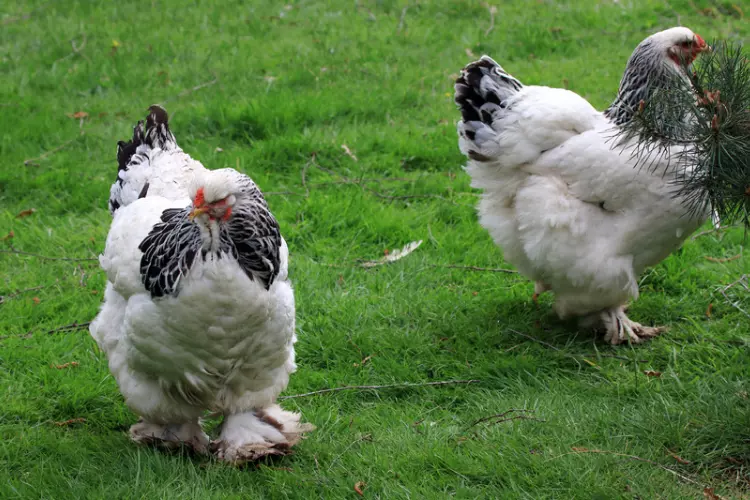 two brahma chickens
