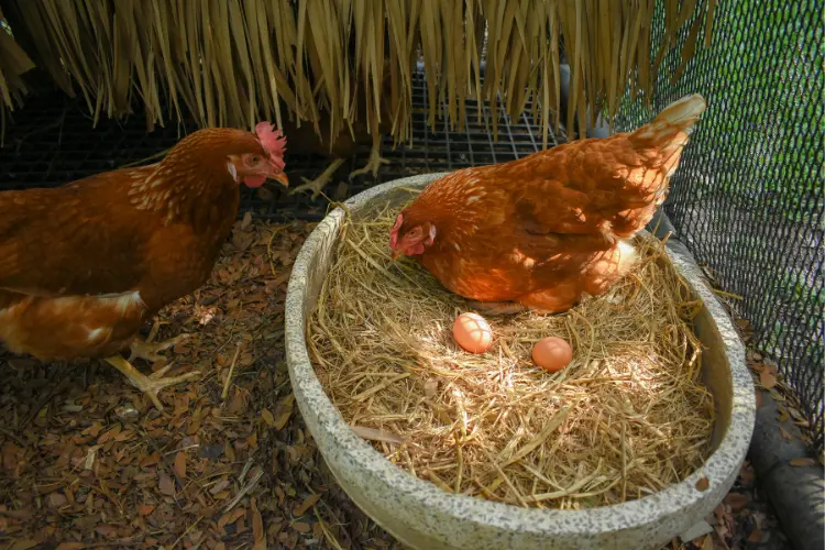 two chicken hens with egg