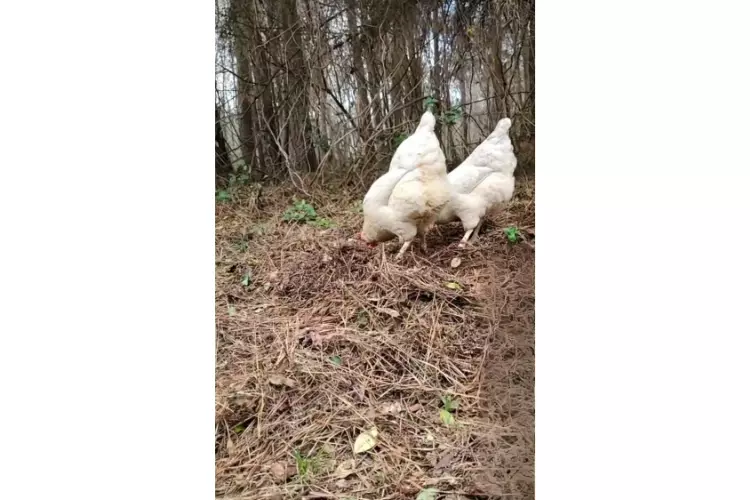 two smokey pearl chickens eating