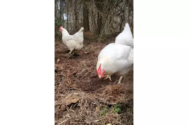 two smokey pearl chickens