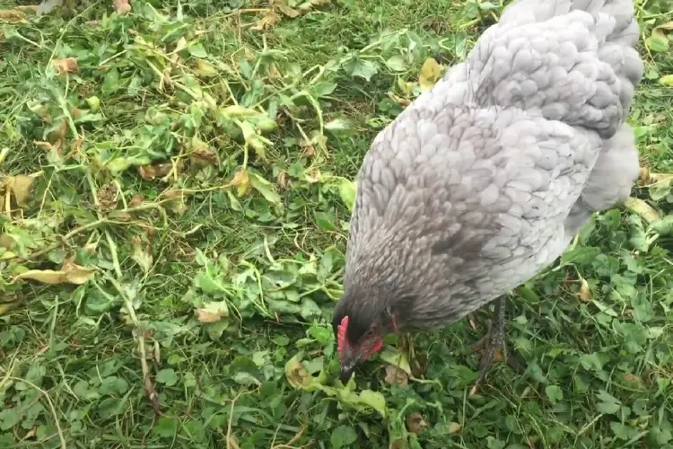 Blue Star Chicken in the farm