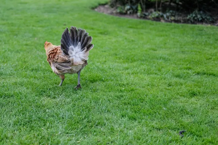 Broody Hens