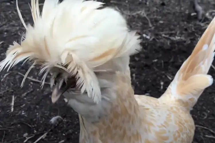Buff-Laced Polish Chicken Breed hen