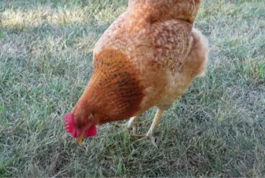 Calico Princess Chicken Guide to Raising and Caring