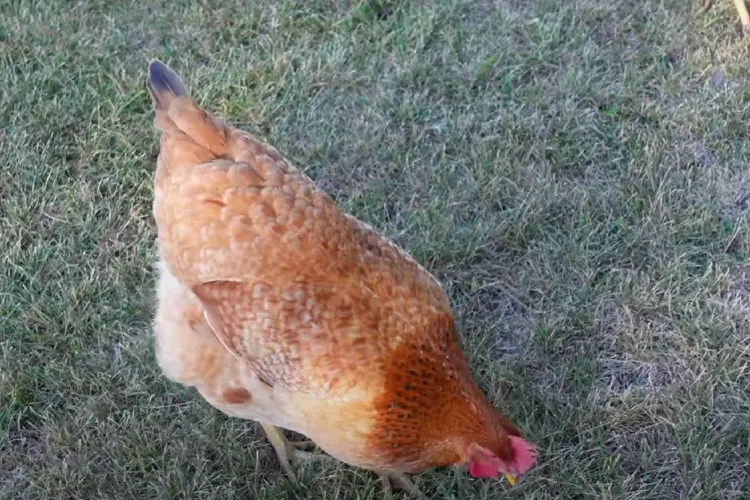 Calico Princess Chicken