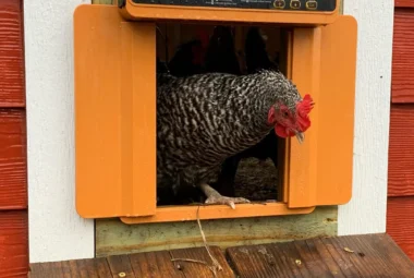 Chickcozy Automatic Chicken Coop Door Special Features