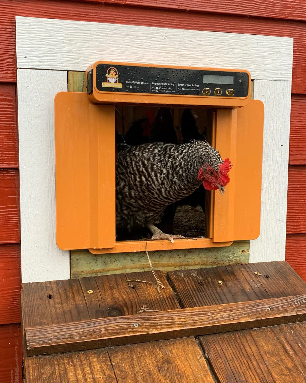 Chicken Coop Insulation: Keeping Your Chickens Warm and Predators Out