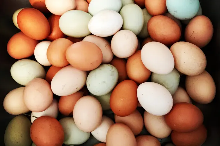 Chicken Eggs Come In Variety Colors