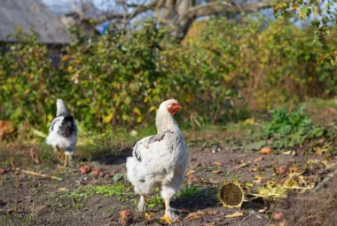 Creating the Perfect Chicken-Friendly Garden Top Tips