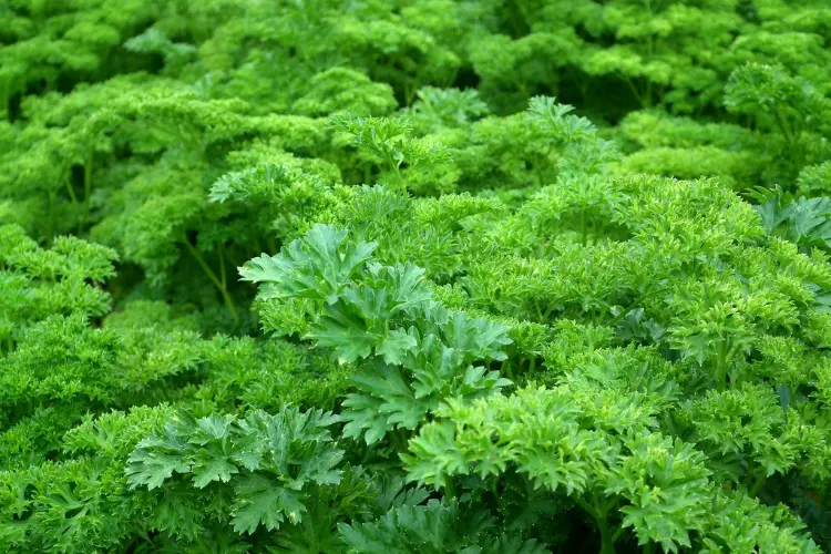 Green Parsley in the farm