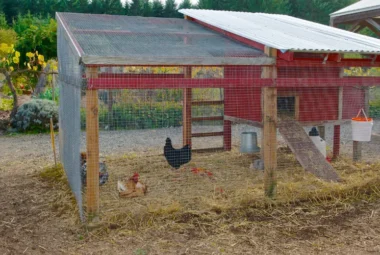 How to Build a Safe Chicken Run
