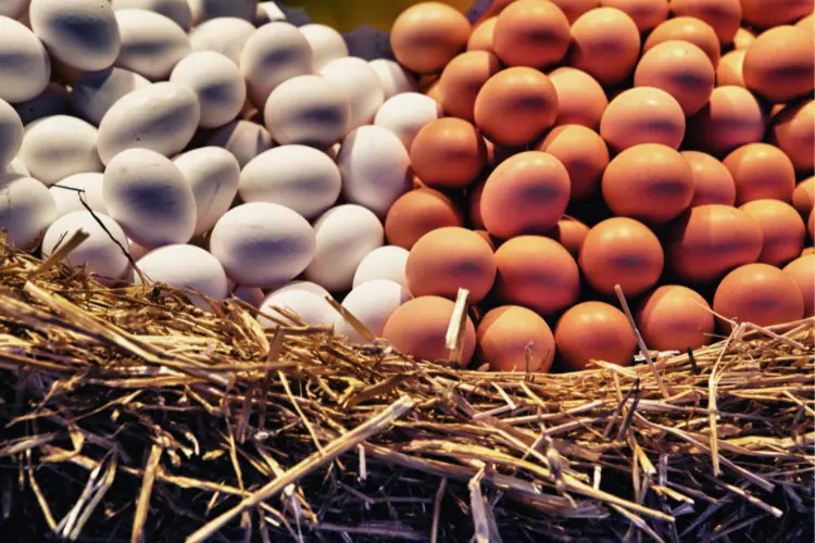 Important Factors to Consider When Buying Eggs