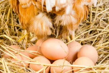 Proven Methods to Boost Egg Production in Your Coop