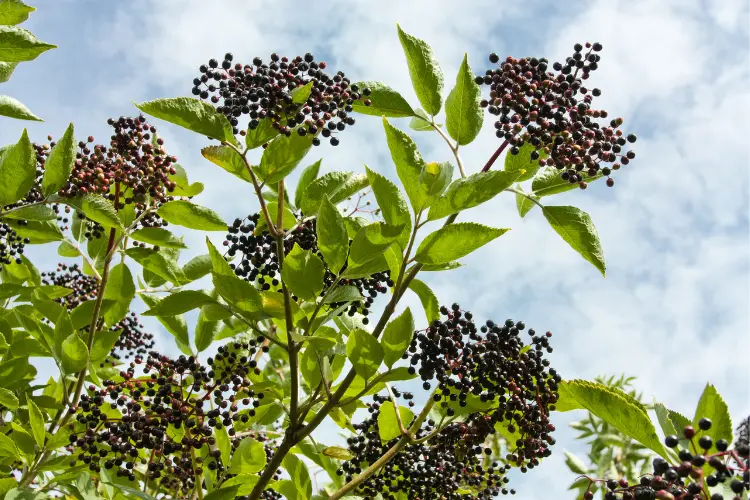 Wild Elderberries in the chicken farm