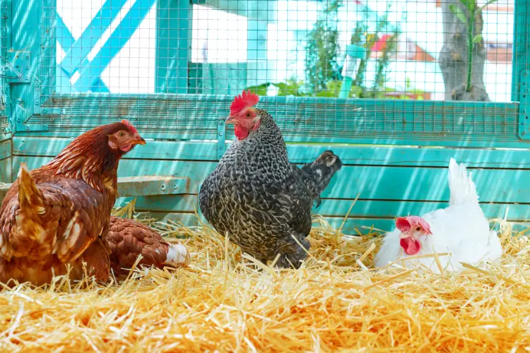 chicken coop with straw bedding