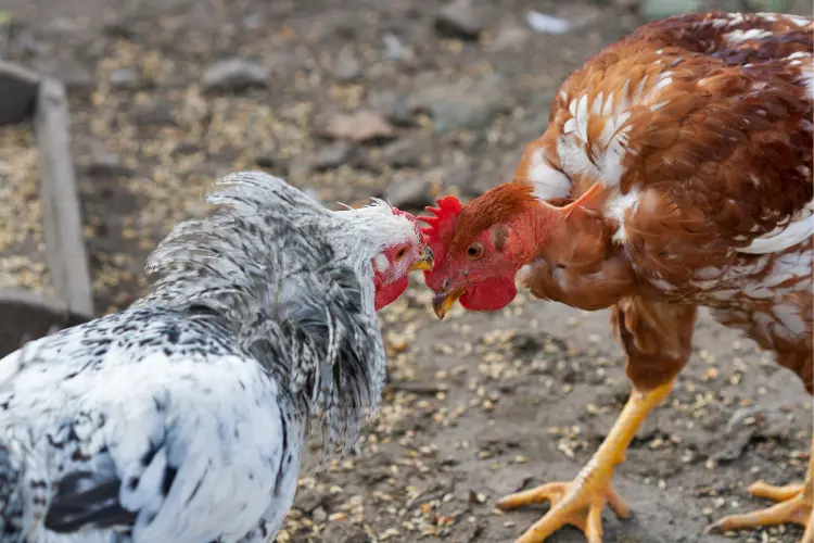 chickens fighting each other