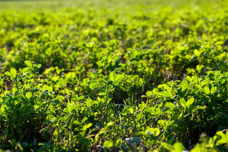 clover in the chicken farm