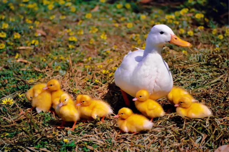 ducks and ducklings