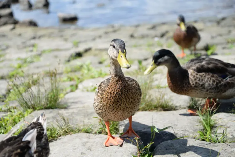 ducks in the river