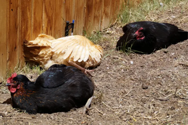 dust bathing chickens