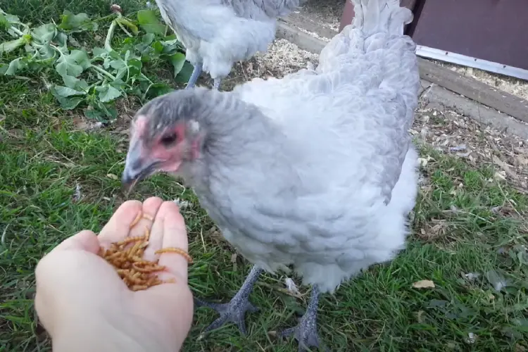 feeding Lavender Orpington