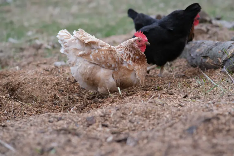 foraging chickens