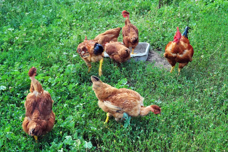 free range chickens