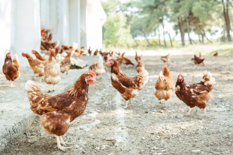 group of chickens