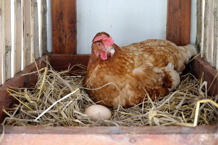 hen with a egg in nesting box