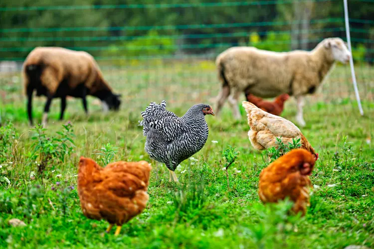 hens in the farm