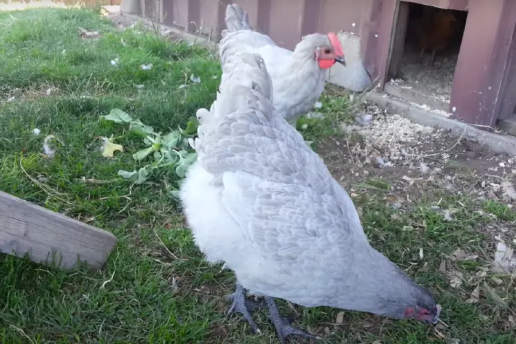 lavender orpington chickens