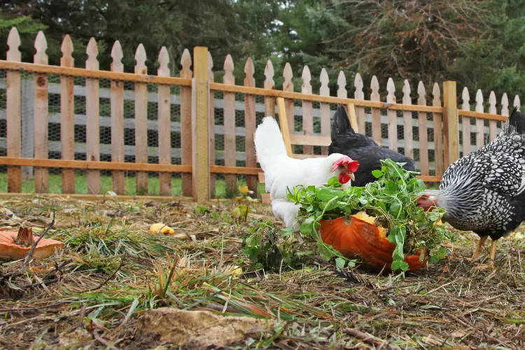 organic chickens eating plants