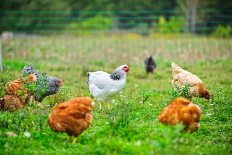 organic chickens in the farm