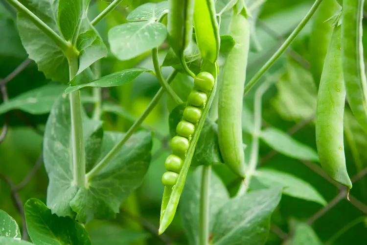 peas in the farm