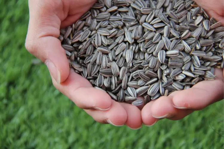 sunflwer seed on the palm